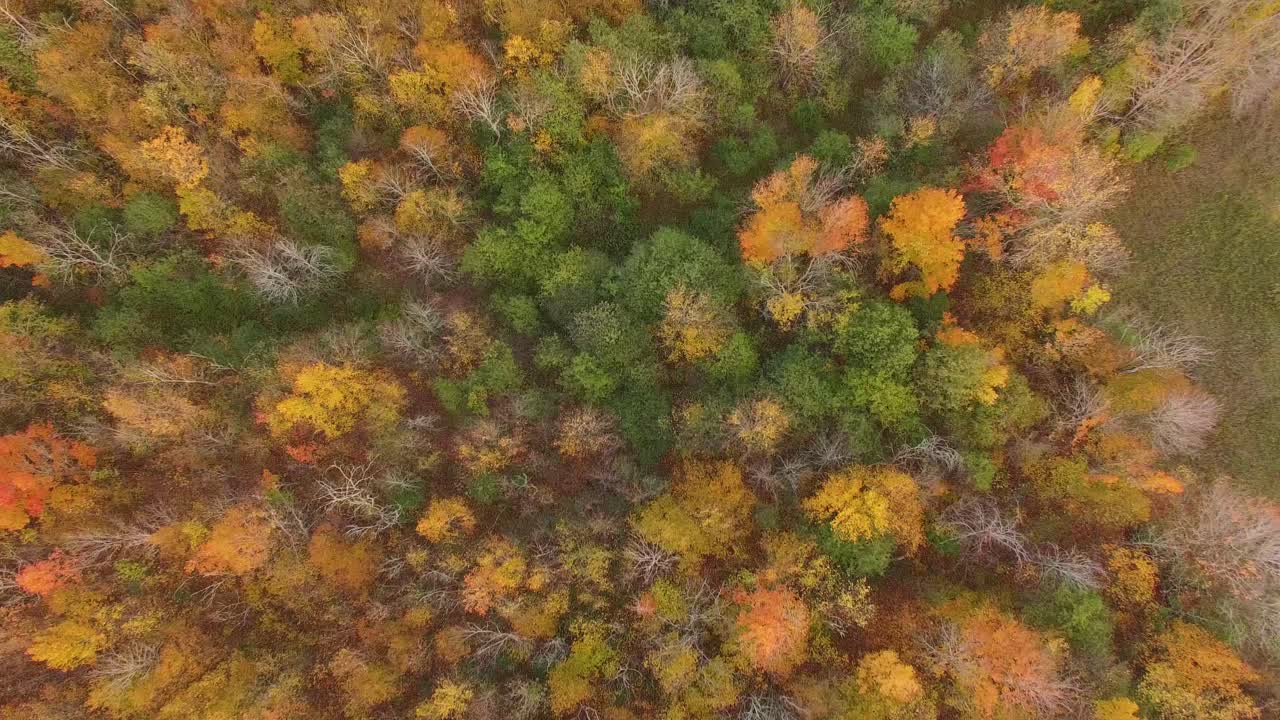 vista aérea del follaje de otoño en maderas altas