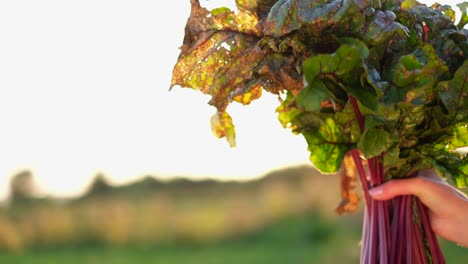 bunch of fresh vegetables in the hand on a green field background farmer hand holding a bunch of fresh large juicy unwashed organic beetroots in autumn garden outdoor
