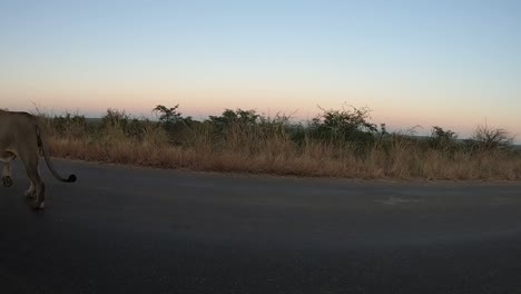 A-male-lion-passes-close-up-on-the-road-in-the-early-morning