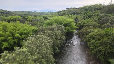 rivers, trees, animals and nature of colombia