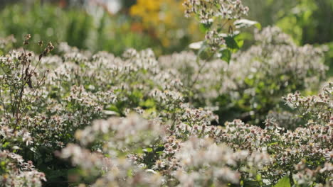 Insectos-Polinizadores-Vuelan-Alrededor-De-Pequeñas-Flores-Blancas