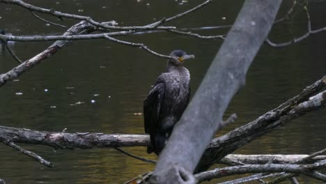 Ave-Acuática-Cormorán-Encaramada-En-El-Parque-Lago-Escombros-Rama-De-árbol-Secando-Y-Cazando-Presas-Empujan-Hacia-Adelante-Para-Cerrar