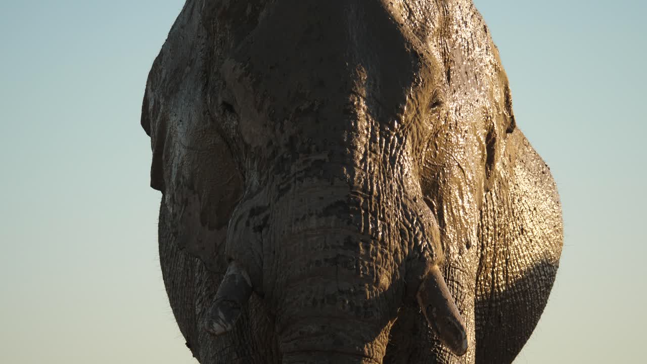 cara de elefante húmedo de la sabana mirando a la cámara en sudáfrica