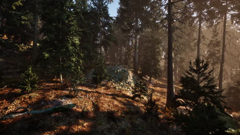 View-in-to-tall-pine-trees-on-a-summers-day