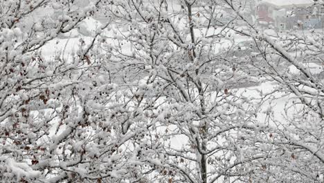 snowfall in city, snowdrops trees and buildings