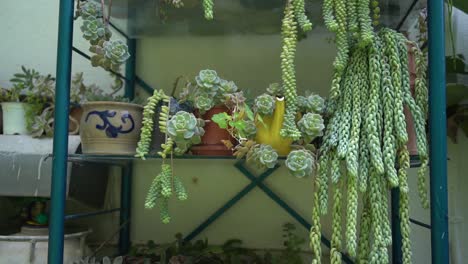 a collection of succulents in an open cabinet, succulent display