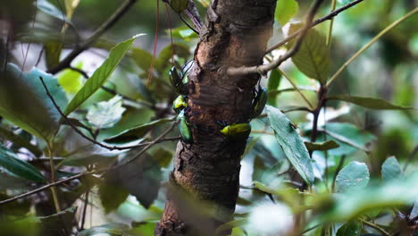 Primer-Plano-De-Escarabajos-De-Euforia-Fulgida-En-Tronco-De-árbol