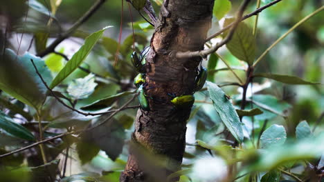 primer plano de escarabajos de euforia fulgida en tronco de árbol