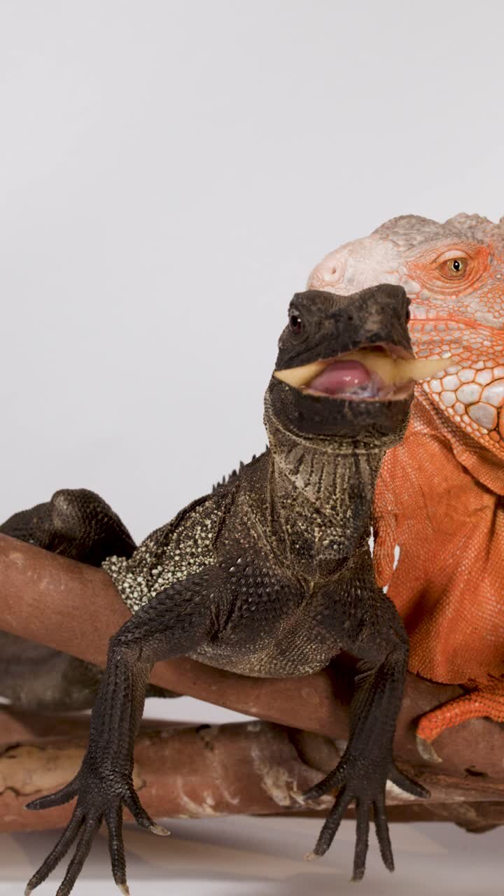 Un lagarto de vela negro come alimento de pinzas mientras está posado en una rama en el interior.