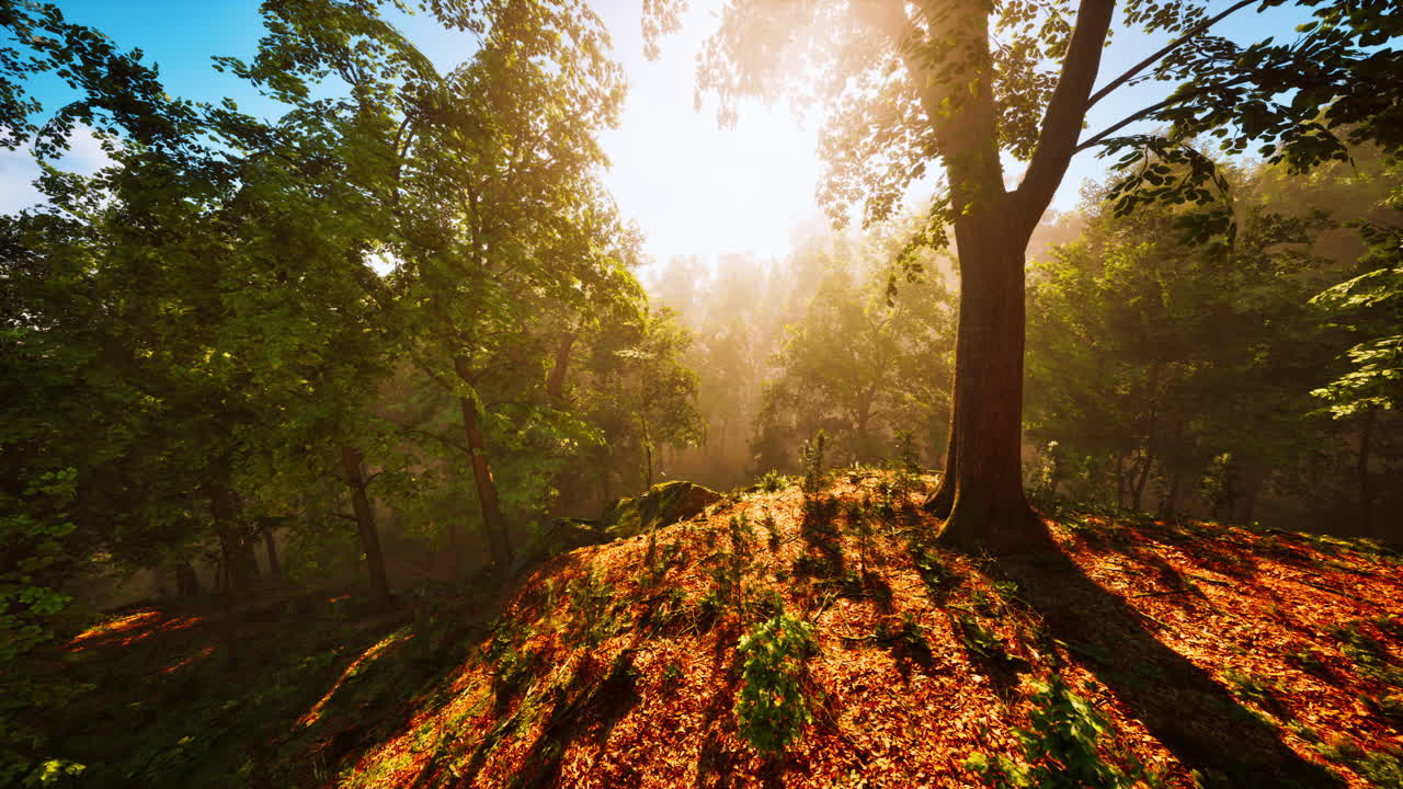 camino del bosque iluminado por el sol