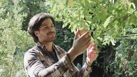 Happy-caucasian-man-picking-apple-from-tree-in-sunny-garden,-slow-motion