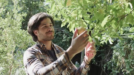 Happy caucasian man picking apple from tree in sunny garden, slow motion