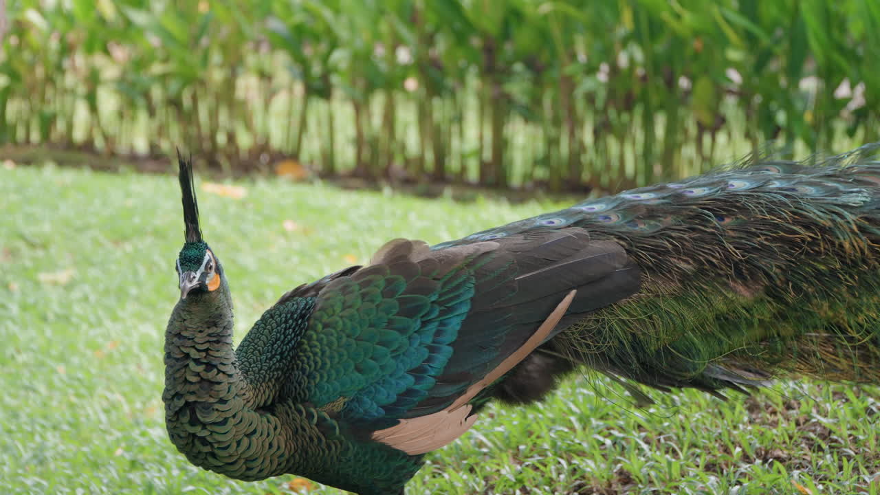 Pavão-verde forrageando em um prado gramado no Bali Safari and Marine Park em Siangan.
