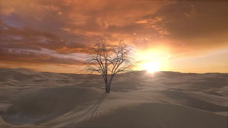 lonely desert tree at sunset