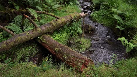 Unspoilt-natural-environment-of-the-grat-Scottish-countryside