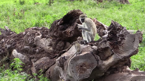 mono vervet hembra con un bebé en la raíz de un árbol caído