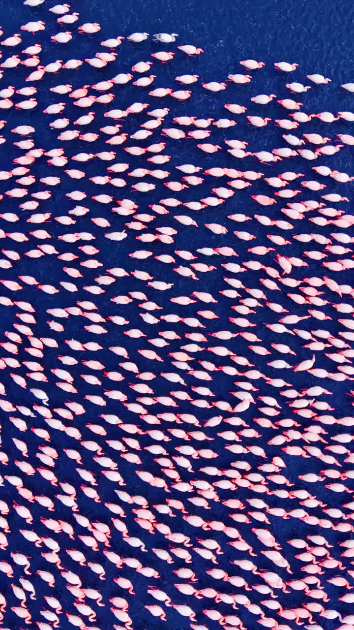 Aerial shot of pink flamingos scattered across the surface of a lake. Abstract top down view of flamingos on blue water. Vertical video