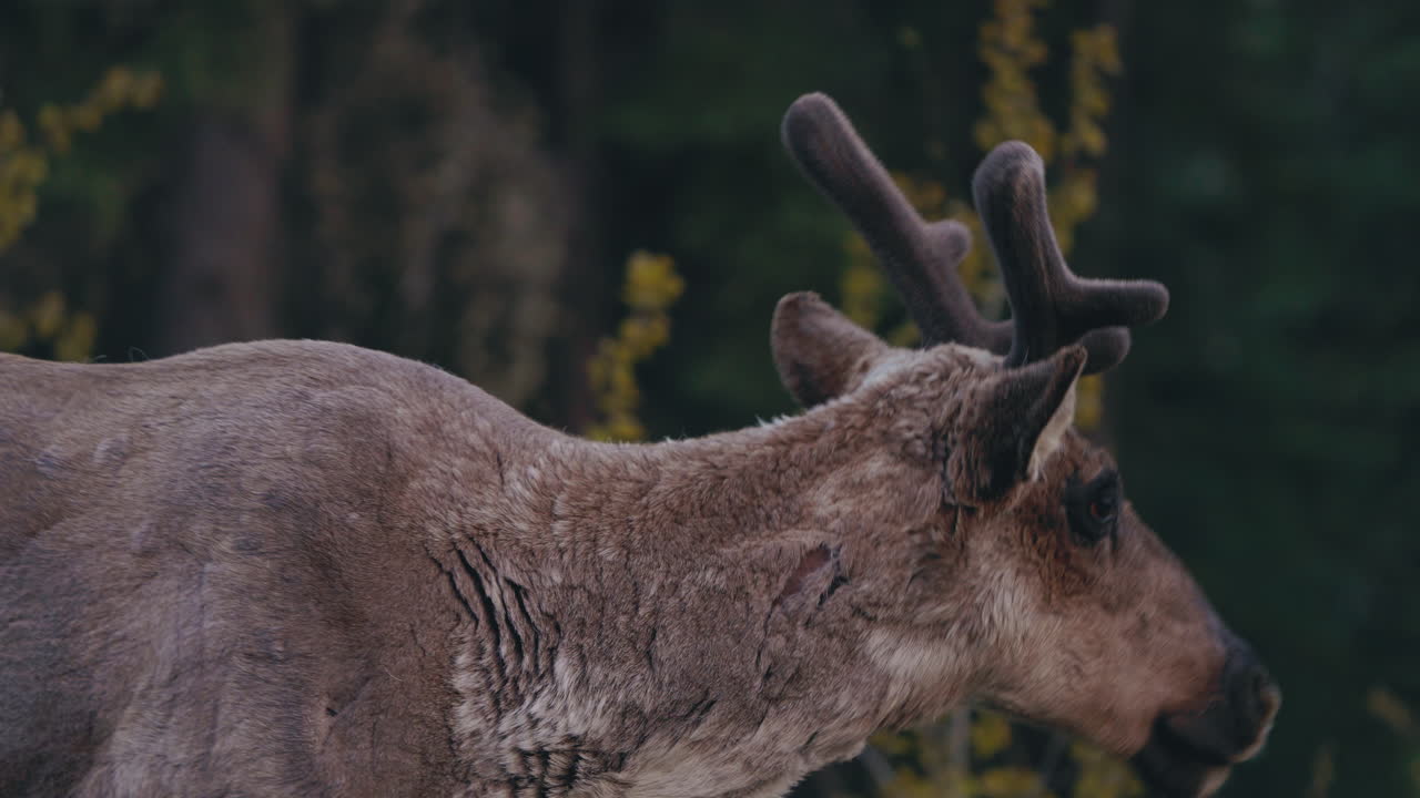 rano caribú pastando visto en el desierto cerca de carcross en el norte de canadá, territorio de yukon
