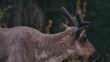 Grazing-Caribou-Reindeer-Seen-In-Wilderness-Near-Carcross-In-Northern-Canada,-Yukon-Territory