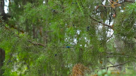 green juniper tree branches with blue berries close up during summer time in a forest at nature with cloudy sky visible through the trees