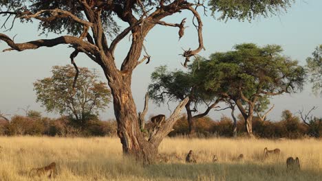 amplio clip de familia de babuinos bajando de un árbol a la luz de la mañana, khwai, botswana