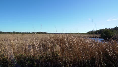 la hierba de los pantanos soplando en el viento, área de gestión de vida silvestre de donnelly, estanque verde, carolina del sur