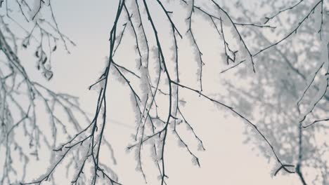 Frischer-Frost-Auf-Dünnen-Ästen-Vor-Hellem-Morgenhimmel