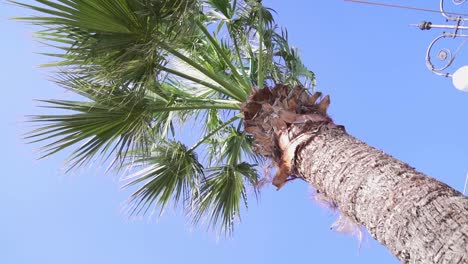 Palme-Aus-Einem-Niedrigen-Winkel-In-Zypern