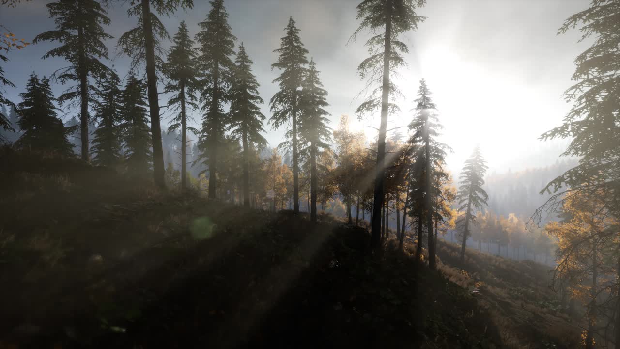 rayos de sol a través de los árboles