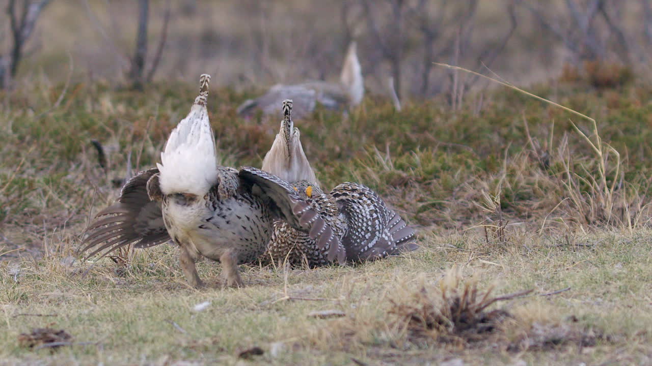 los machos bailan para las hembras en la hierba de la pradera.