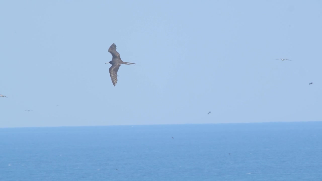 澄み切った青空を背景に、飛行中に体をかくアホウドリ、ペルーのピウラ。