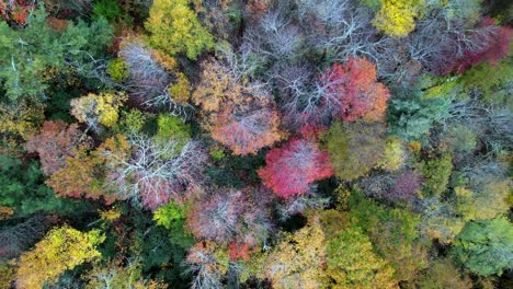 copas de los árboles en otoño extracción aérea, montañas blue ridge cerca de boone y blowing rock nc, carolina del norte