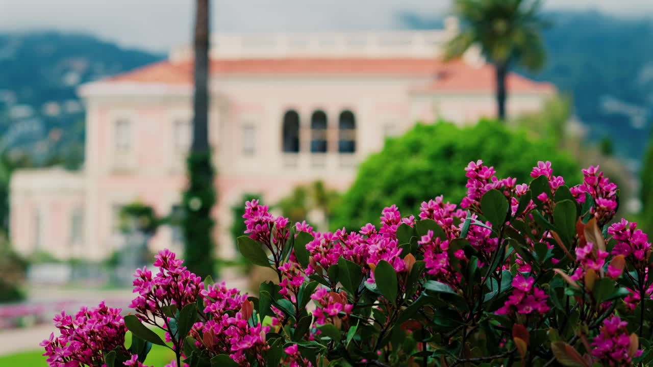 Close up of a bush of small pink flowers in the courtyard of Villa Ephrussi de Rothschild with a blurred view on the background