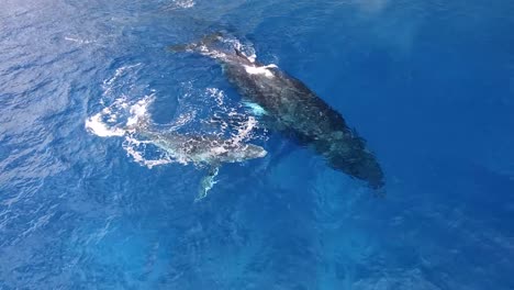 Madre-Ballena-Jorobada-Y-Pequeño-Ternero-Rodando-En-El-Océano-Junto-A-Ella,-Costa-De-Victoria,-Australia