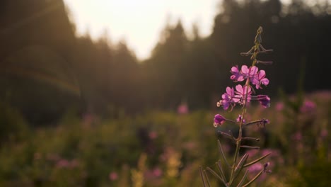 Medium-shot-of-a-fireweed-flower-in-a-cutblock