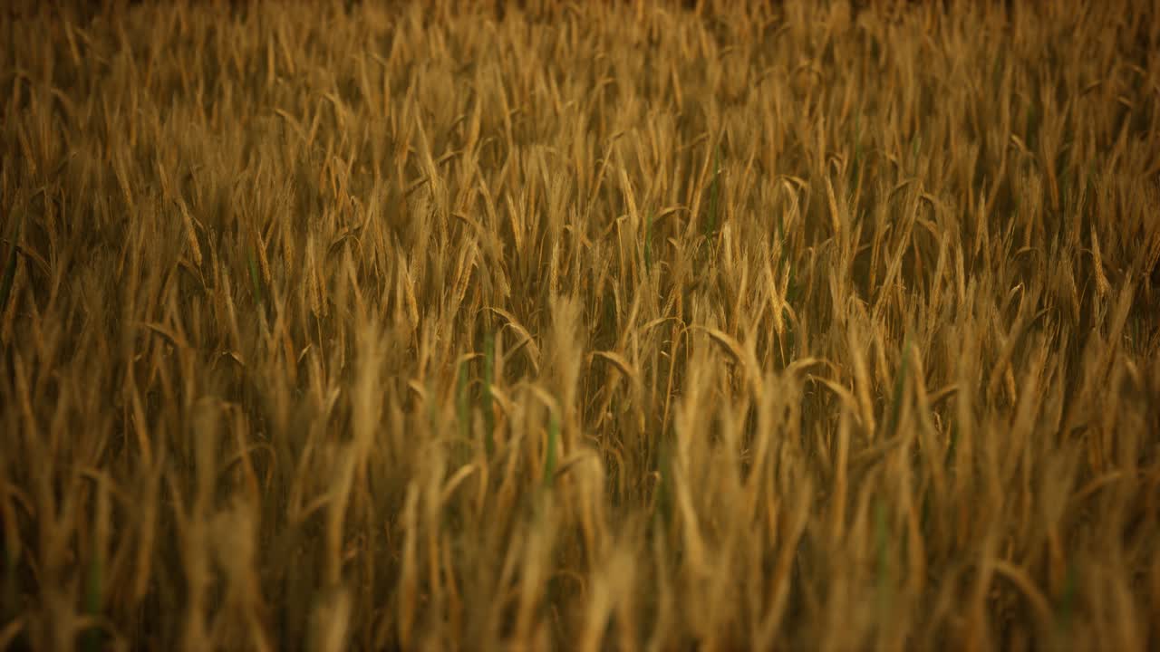 Ripe yellow rye field under beautiful summer sunset sky with clouds