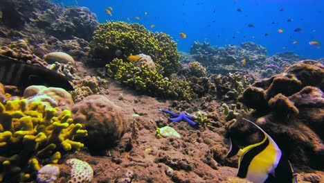 épica toma submarina de peces pancartas nadando con otras especies marinas tropicales en un saludable jardín de coral