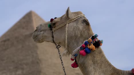 una cara de camello frente a las pirámides de egipto.