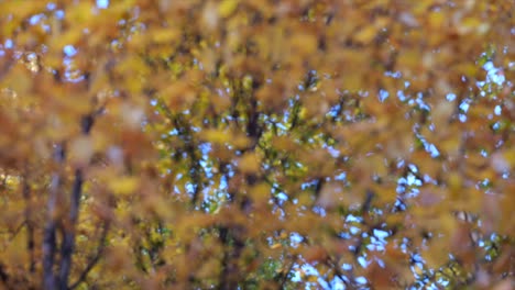 autumn poplar tree branches with colorful yellow foliage - pulling focus