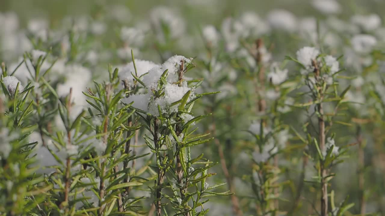 Green Plants Covered in Fresh Snow