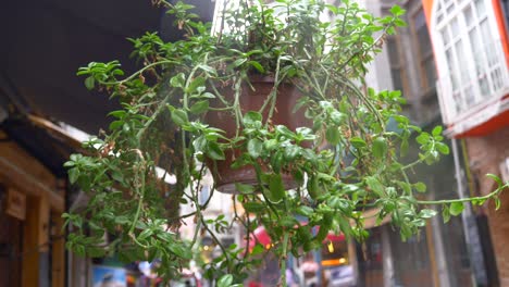 hanging plant in a city alley