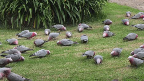 Rosakakadus-Fressen-Gras-Im-Garten-Australien-Maffra-Gippsland-Victoria