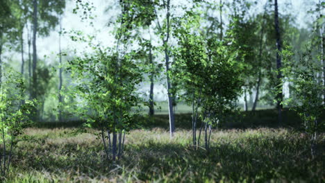 a beautiful view of a lush green forest with sunbeams filtering through the trees