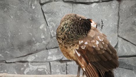 peahen preening by a stone wall