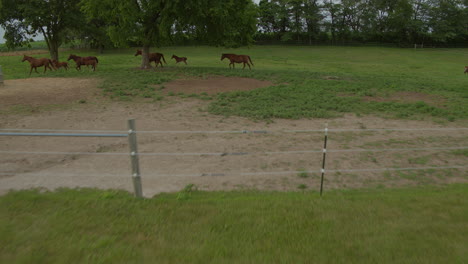 drone pulls away from mares and colts roaming in a field