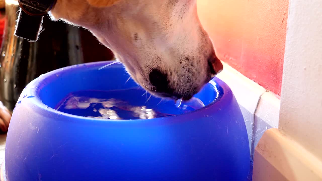 лабрадор пьет воду из синей пластиковой чаши вблизи