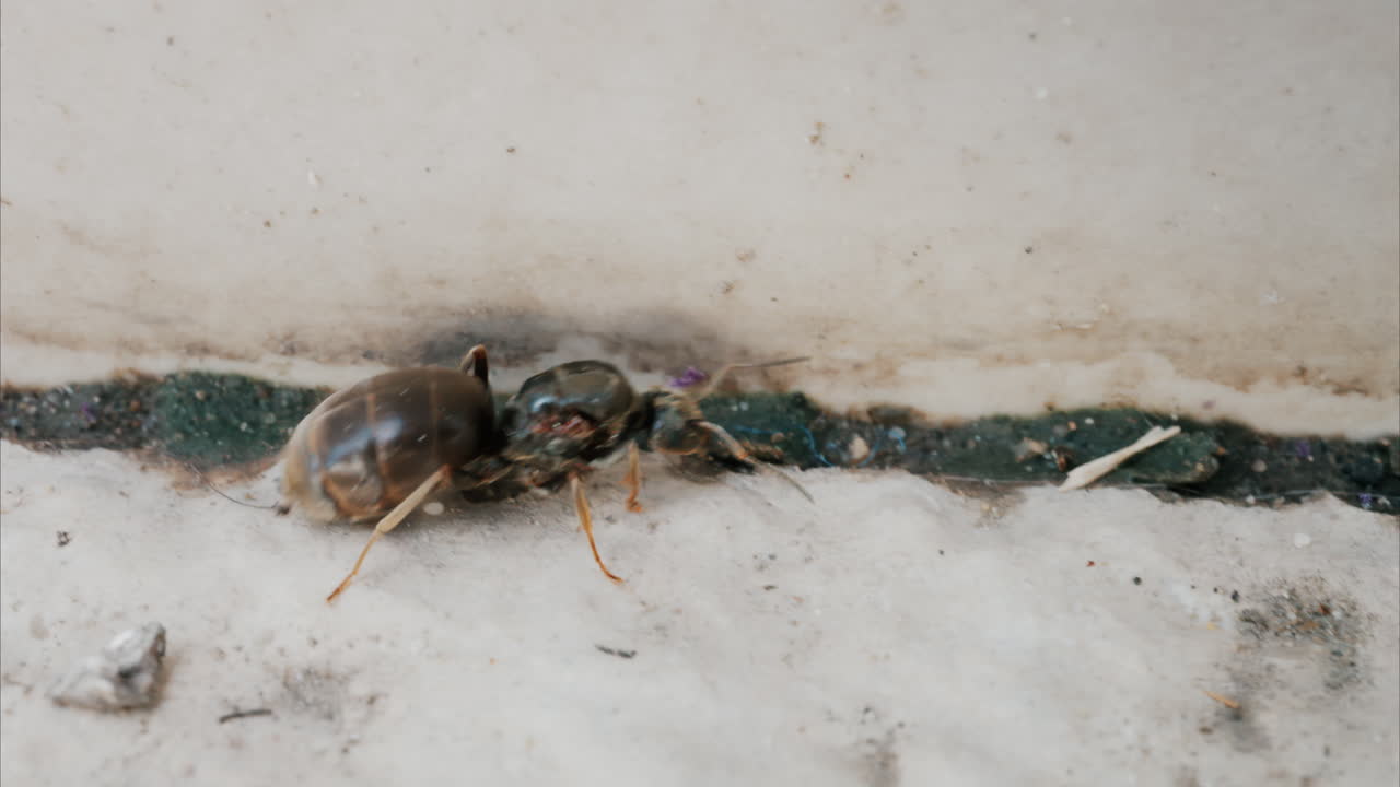 Close up of an ant walking along stone pavement outdoors