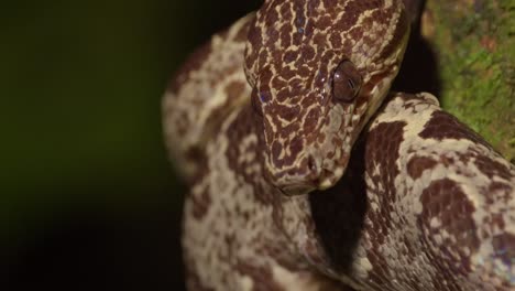 Slider-Head-Shot-Einer-Amazonas-Baumboa-Mit-Grünem-Hintergrund