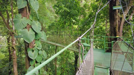 towering trees, vibrant foliage, and a variety of plants and wildlife are featured throughout the video