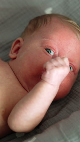 adorable caucasian blond blue-eyed newborn lies in the blankets. child awake shoves the hand into mouth. close up. vertical video
